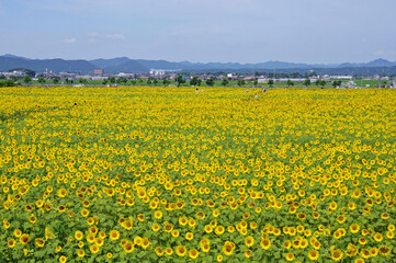 Beautiful sunflowers that color summer, Ono City, Hyogo Prefecture, Japan 