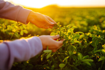 Female hand touches green lucerne  in the field  at sunset. Agriculture, organic gardening,...