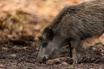 2022-06-30, GER, Bayern, Neusch&ouml;nau: Wildschweine im Nationalpark bayerischer Wald. Wildschweine haben sich in den letzten Jahren stark vermehrt.