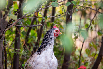 range chicken in the farm