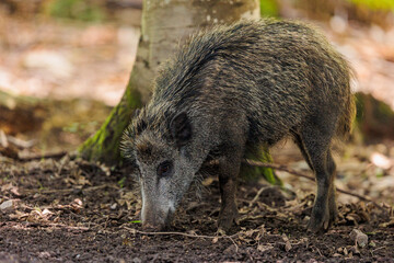 2022-06-30, GER, Bayern, Neuschönau: Wildschweine im Nationalpark bayerischer Wald. Wildschweine haben sich in den letzten Jahren stark vermehrt.