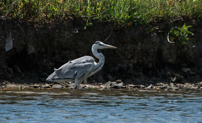 gray heron, sea, bird, heron, nature, animal, grey, water, great blue heron, wild, blue heron, fishing, istanbul