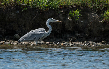 gray heron, sea, bird, heron, nature, animal, grey, water, great blue heron, wild, blue heron, fishing, istanbul