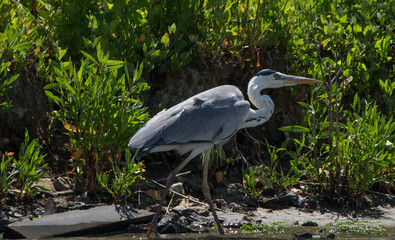 gray heron, sea, bird, heron, nature, animal, grey, water, great blue heron, wild, blue heron, fishing, istanbul