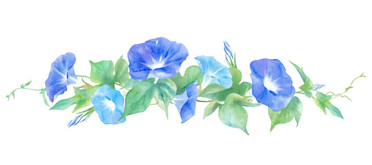 ２色のアサガオの花。水彩イラスト。装飾罫線。（ベクター。花と葉のレイアウト変更可能）
