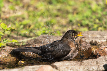 Close up side view of a common eurasian blackbird female bathing with open beak and lots droplet spray in the air
