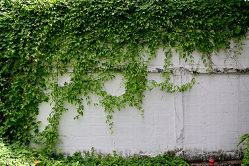 Close up green climber plant on White wall natural concept selective focus at Thailand. - obrazy, fototapety, plakaty