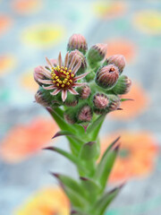 Flowers and buds of the houseleek plant