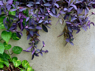 Closeup of Beautiful Flower of Tradescantia pallida or Purple Heart Spiderwart plant and purple queen with natural background in the garden at Thailand. 