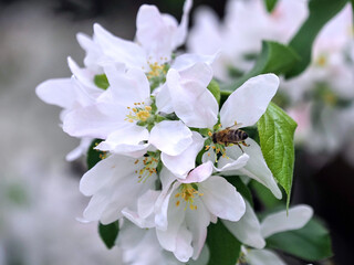 Blooming apple tree. Vibrant spring bloom.