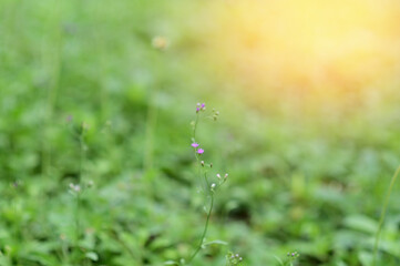 Closeup of Beautiful Many flowers of grass grow along the roadside with blurry background in the morning.