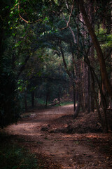 path in the forest