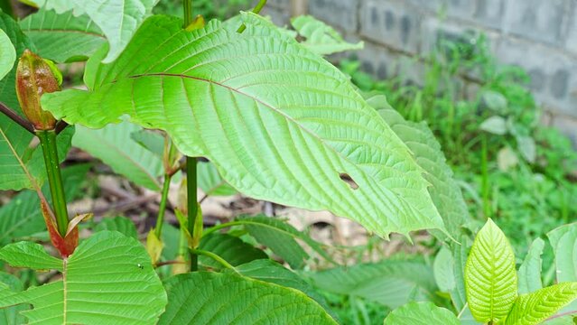 Young leaves of Kratom or Mitragyna Speciosa. This Plant is Herbal Medicine in Asia.
