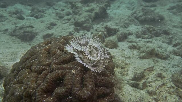 The sea worm lives on top of the coral. Marine polychaete worms - Polychaetes.