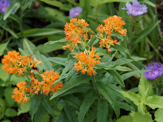 Asclepias tuberosa - Asclépiade tubéreuse ou herbe à la Ouate. Minuscules fleurs orange en...