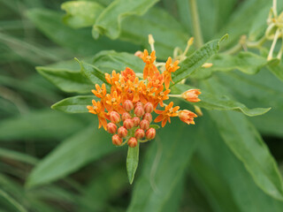 Asclépiade tubéreuse ou Asclepias tuberosa aux petites fleurs étoilées orange en ombelles sur tiges dressées à grandes feuilles lancéolées vert bleuté en spirale