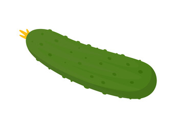 Cucumber icon. Fresh green cucumber. Vector illsutration isolated on white background.