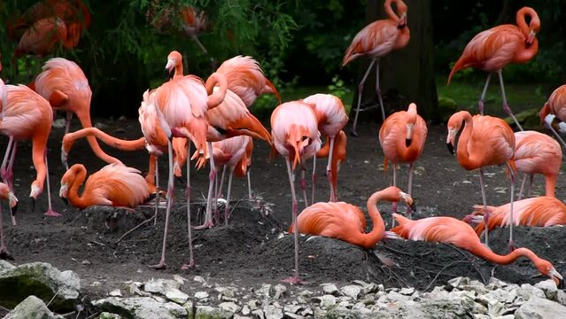 A flock of American flamingos in the Beauval zoo