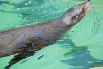 seal in water in the sea park San Diego California america 