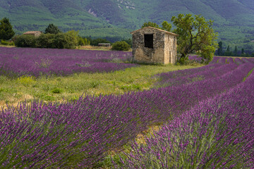 Stone house in the middle of a lavender field on the Valensole plateau, Puimoisson, Verdon Regional...