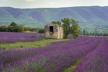 Stone house in the middle of a lavender field on the Valensole plateau, Puimoisson, Verdon Regional Natural Park, Alpes-de-Haute-Provence, France