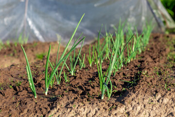 A bed of green onions is planted exactly in the garden.