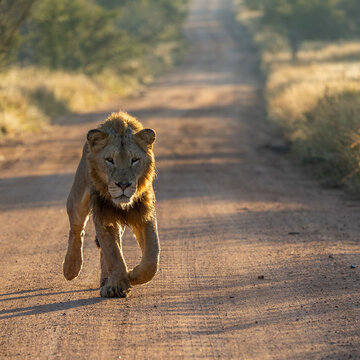 Male Lion Running On The Road 