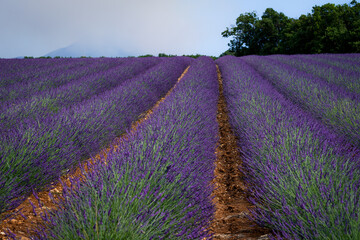 Stone house in the middle of a lavender field on the Valensole plateau, Puimoisson, Verdon Regional Natural Park, Alpes-de-Haute-Provence, France