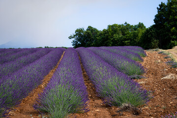 Fototapeta na wymiar Stone house in the middle of a lavender field on the Valensole plateau, Puimoisson, Verdon Regional Natural Park, Alpes-de-Haute-Provence, France