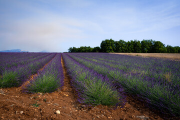 Obraz premium Stone house in the middle of a lavender field on the Valensole plateau, Puimoisson, Verdon Regional Natural Park, Alpes-de-Haute-Provence, France