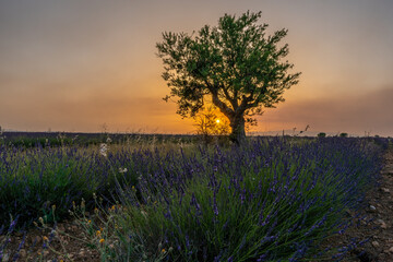 Lavender field at sunset in Valensole in Provence, France. Alpes-de-Haute-Provence, French Alps. Sunset and tree silhouettes on the Valensole Plateau
