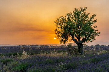Fototapeta na wymiar Lavender field at sunset in Valensole in Provence, France. Alpes-de-Haute-Provence, French Alps. Sunset and tree silhouettes on the Valensole Plateau