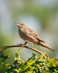female house sparrow passer domesticus