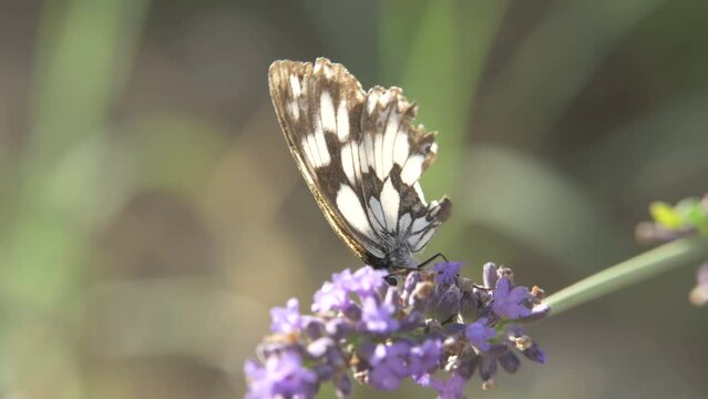 black and white butterfly (Italian Marbled White -  Melanargia arge  -  Galatea italica ) eating pollen on lavender flower

