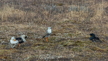 Fauna of the Arctic tundra. Marriage games. Small birds that nest in the northern tundra in summer. During the mating games, they acquire interesting forms of feathers to attract a female