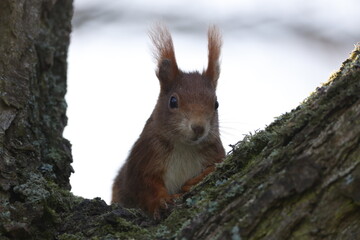 Naklejka na ściany i meble Eichhörnchen sitzt auf einem Baum