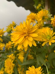 yellow chrysanthemum flowers