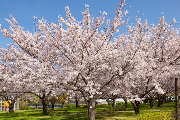 西郷川河口公園の桜風景　神戸市灘区にて