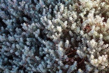 full frame of silvery leaf on bush