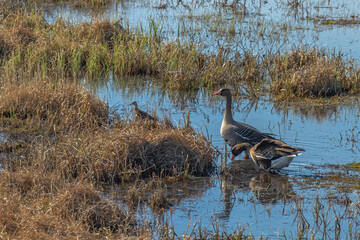 Fauna of the Arctic tundra. A pair of wild geese are looking for food in a swampy area. Spring is...