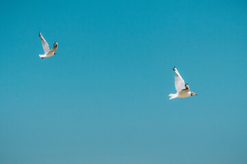 Seagull Beach