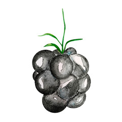 Blackberry ripe berry vector imitation watercolor