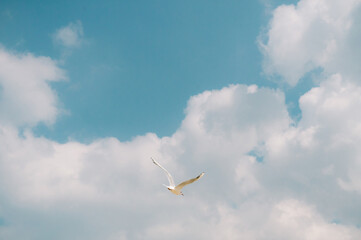 Seagull Beach