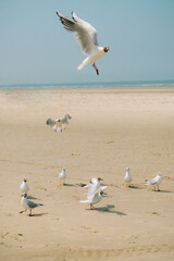 Seagull Beach