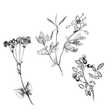 Celandine, roseship flower set hand drawn graphic botanical illustration isolated on white