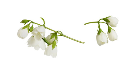 Set of small twigs of Jasmine (Philadelphus) flowers isolated