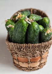 Wicker basket with fresh green cucumbers on a white background.