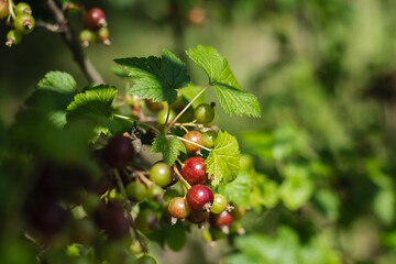 Black currant bush in the garden on a blurred background.