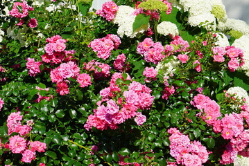 Fototapeta premium Pink Roses