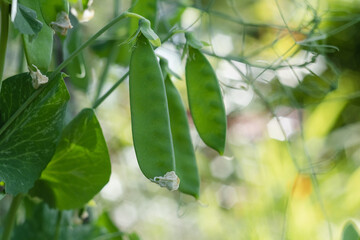 Green pea pods on a blurred background. Organic and vegan food concept. Organic farming. - obrazy, fototapety, plakaty